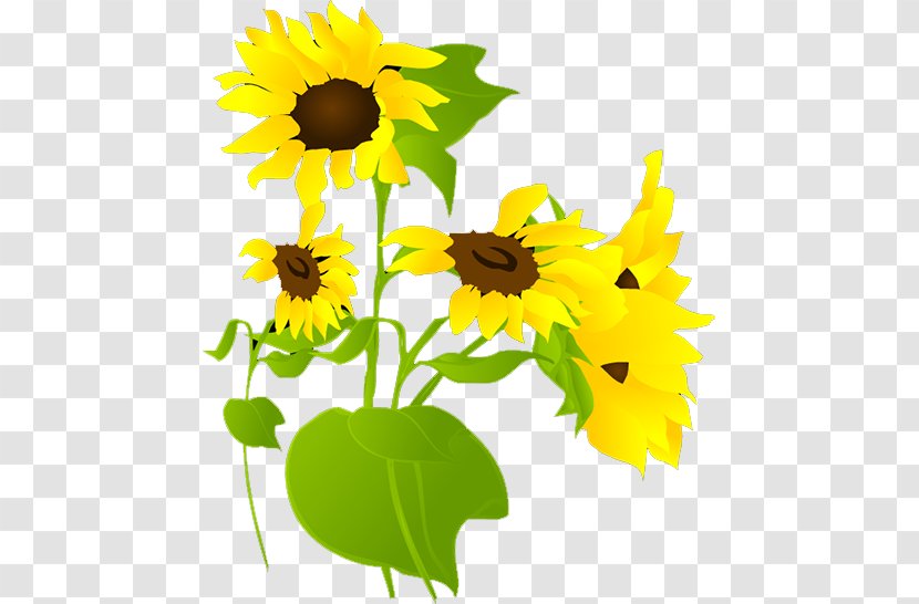 Common Sunflower - Flowering Plant Transparent PNG