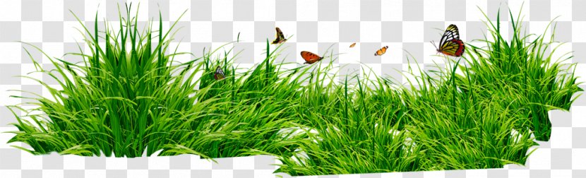 Cartoon Nature Background - Grass - Lawn Herb Transparent PNG