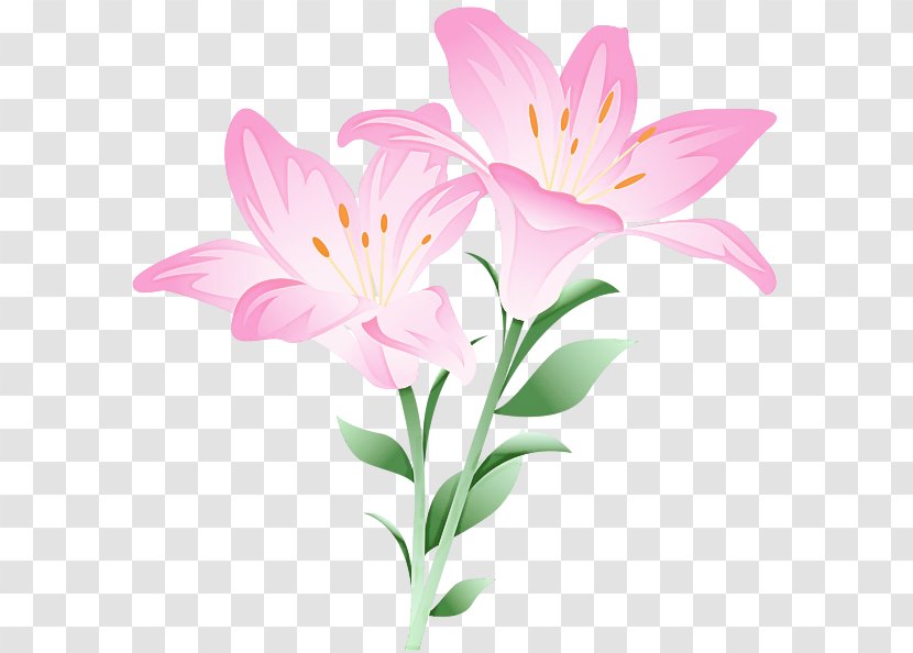 Flower Flowering Plant Petal Lily Pink - Pedicel Stargazer Transparent PNG