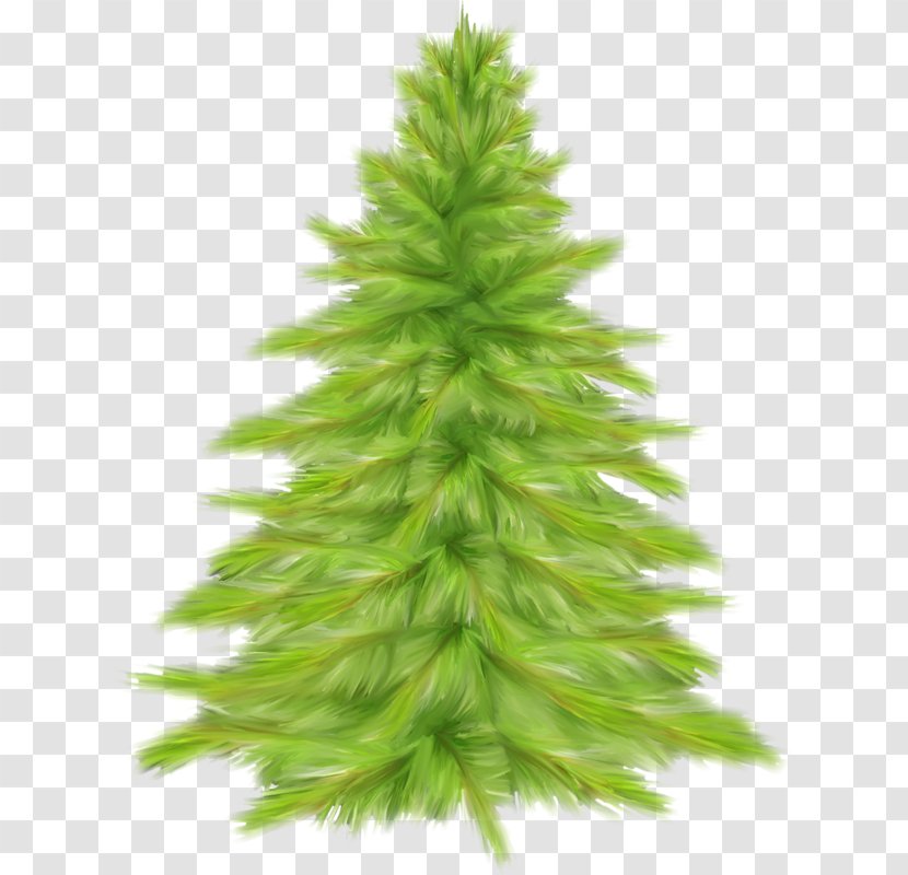 Christmas Tree Day Ded Moroz Santa Claus Fraser Fir - Jack Pine Transparent PNG