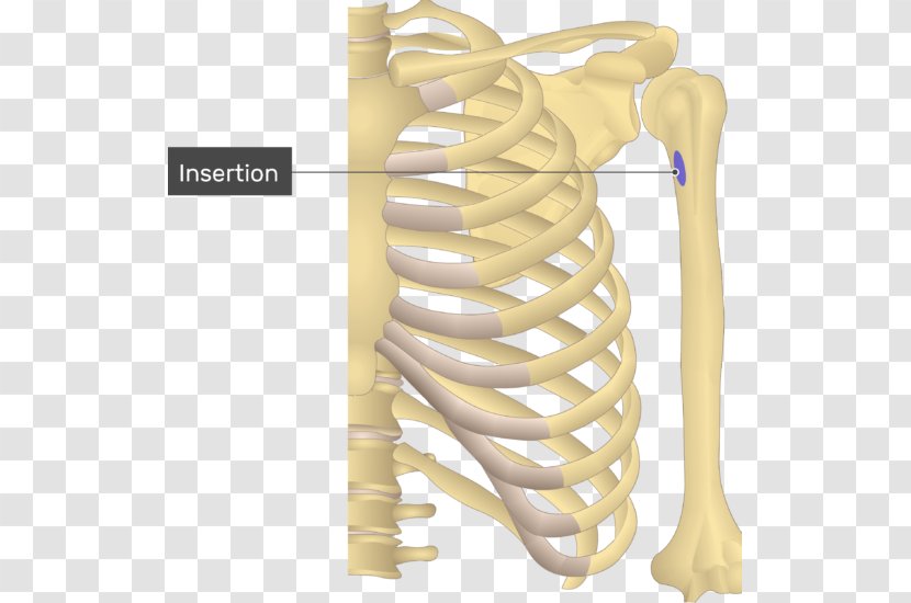 Shoulder Teres Major Muscle Minor Origin And Insertion - Innervation - Skeleton Transparent PNG