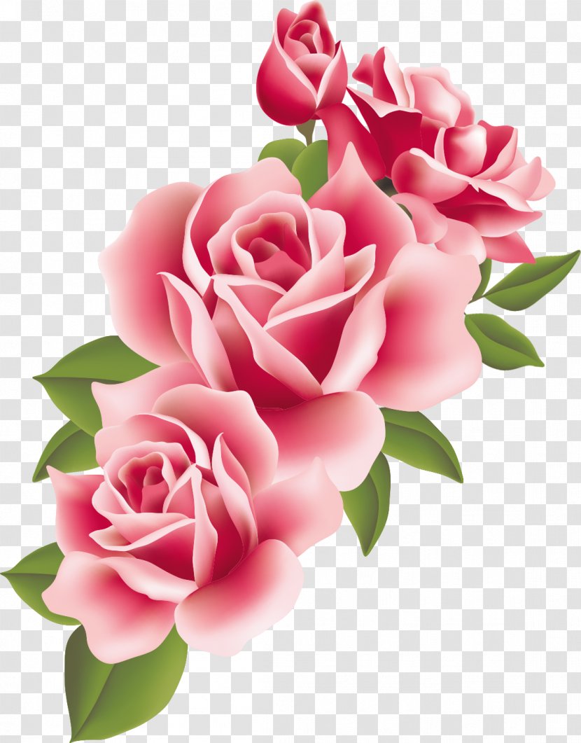 Garden Roses Centifolia Floral Design Pink Floribunda - Rose Order - Flower Transparent PNG