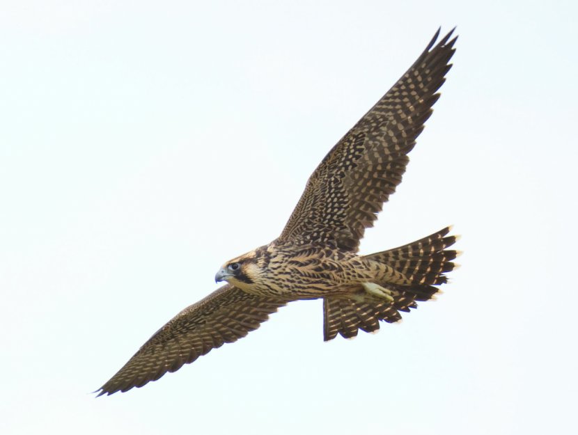 Bird Falcon Clip Art - Buzzard Transparent PNG