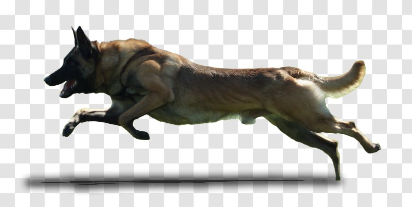 Border Collie Pembroke Welsh Corgi Puppy Dog Runner Clip Art Transparent PNG