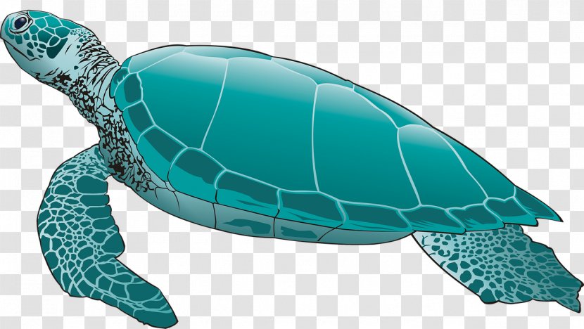 Sea Turtle Reptile Image Tortoise Transparent PNG
