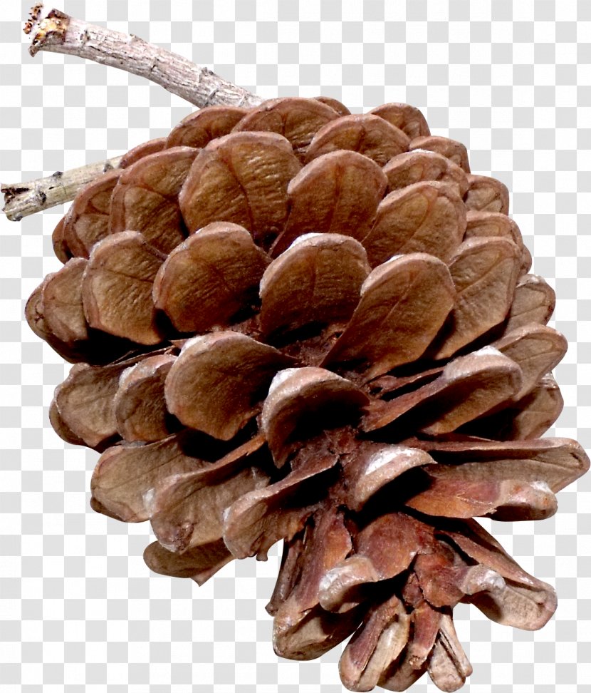 Pine Nut Tree Transparent PNG