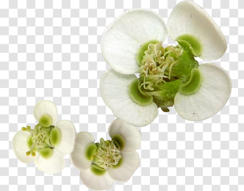 White Flower Petal - Green Transparent PNG