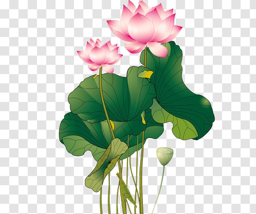 Download Nelumbo Nucifera Adobe Illustrator - Herbaceous Plant - Lotus Pattern Transparent PNG