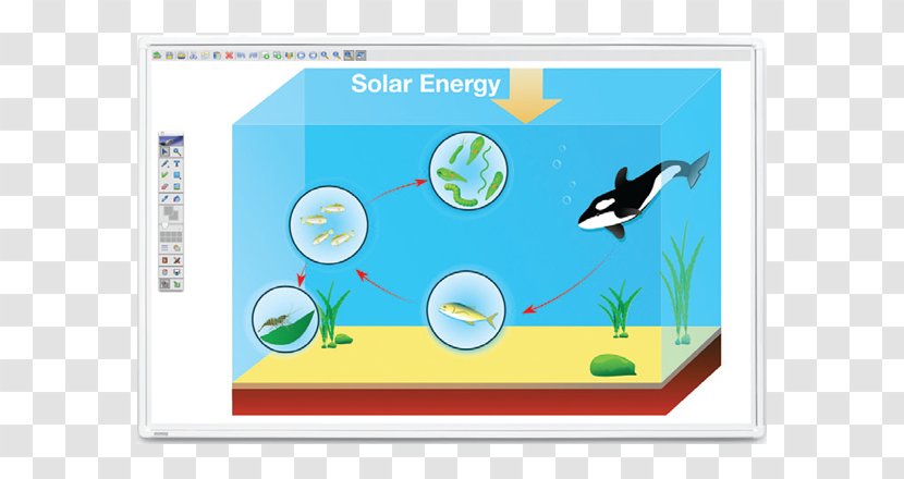 Food Chain Web Photosynthesis Ocean Biology - Sea Transparent PNG