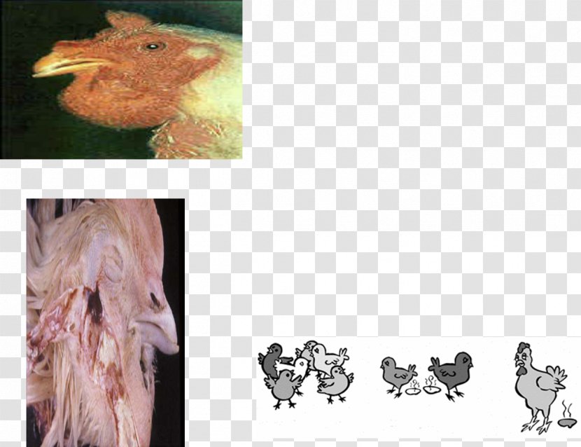 Fowl Cholera Pasteurellosis Chicken Newcastle Disease Pasteurella - Data Transparent PNG