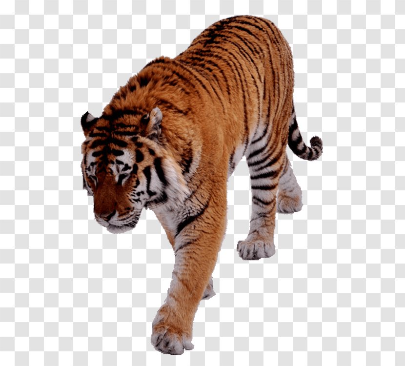 Cat Image Vector Graphics Felidae - Big - Beautiful Tiger Transparent PNG