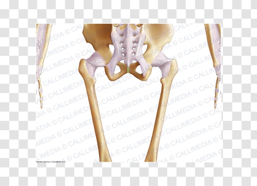 The Female Pelvis Anatomy & Exercises Bone Hip Finger - Frame - Chinese Bones Transparent PNG