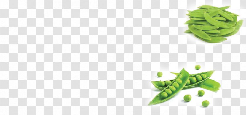 Leaf Vegetable Alternative Health Services Snap Pea Snow - Herbalism Transparent PNG