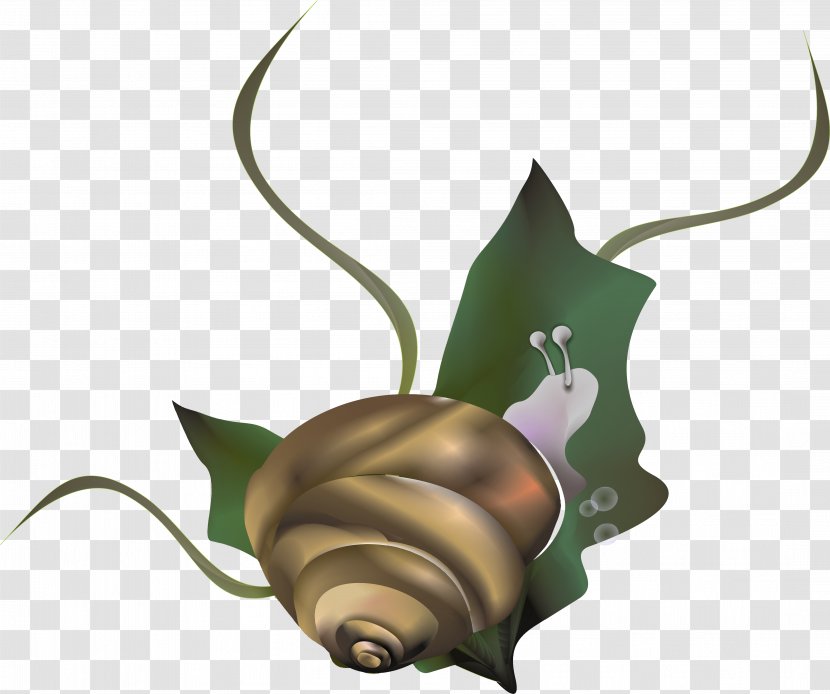 Snail Caracol Euclidean Vector - Invertebrate - Snails Transparent PNG