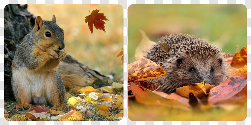 Autumn Leaf Color Hotel Winter Hail - Fauna - Town Transparent PNG