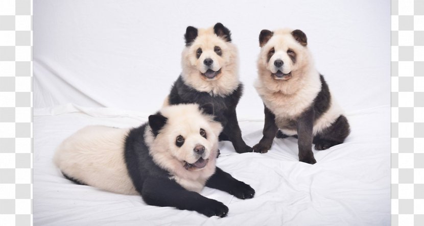 Chow Giant Panda Puppy Pomeranian Breed Transparent PNG