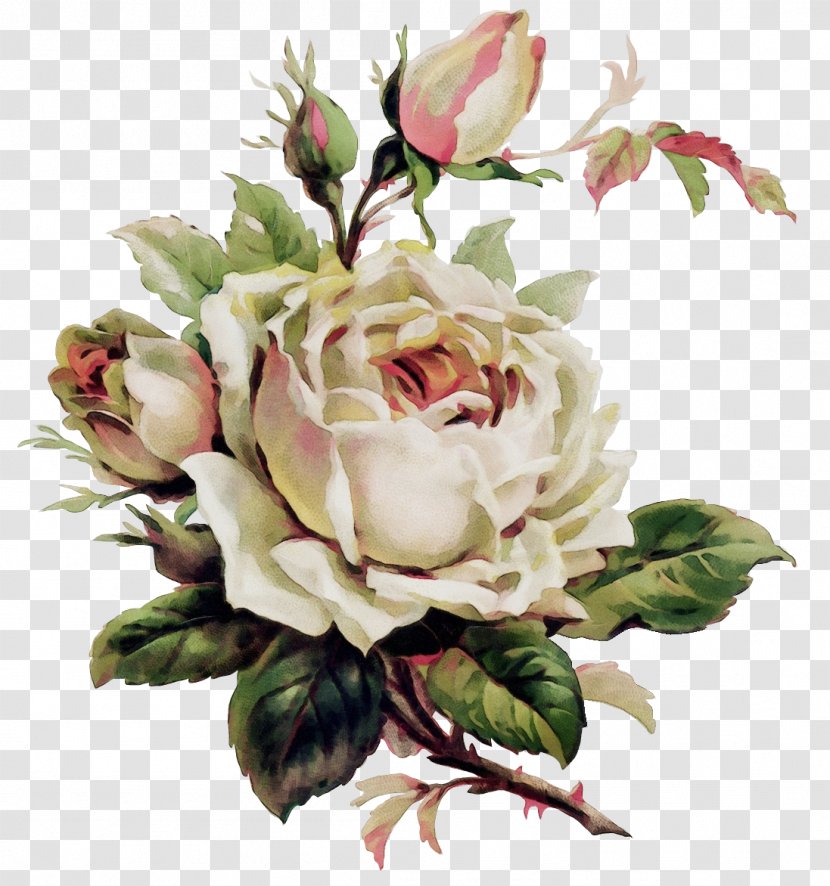 Garden Roses - Flowering Plant - Pink Transparent PNG