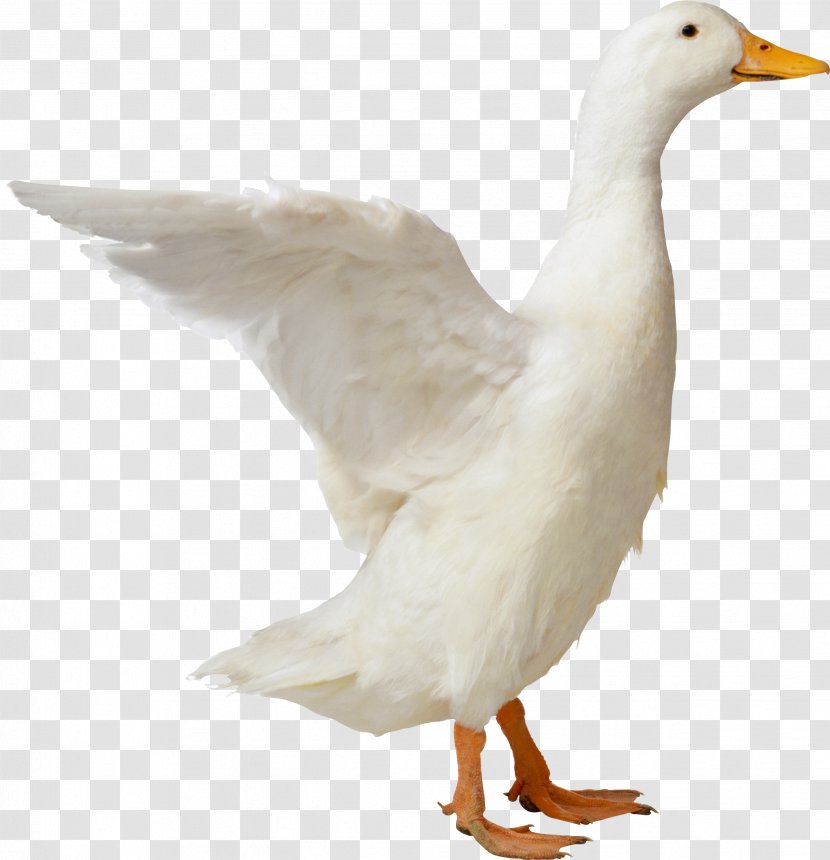 American Pekin Duck Goose Bird - Fauna - Image Transparent PNG