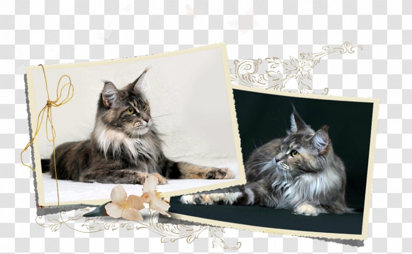 Maine Coon Norwegian Forest Cat Whiskers Kitten Dog Breed - Fauna Transparent PNG