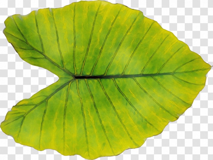 Leaf - Green Transparent PNG