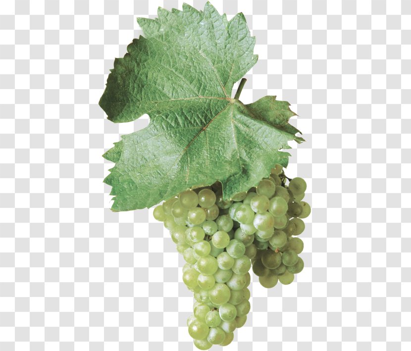 Sultana Common Grape Vine Gravina In Puglia Bombino Bianco Wine - Malvasia Transparent PNG