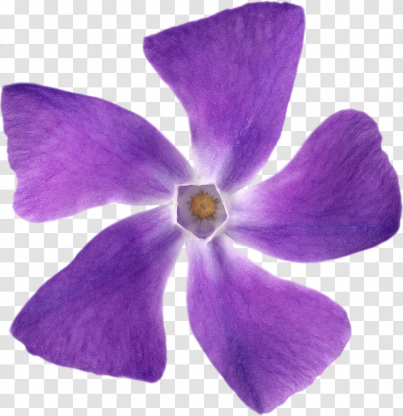 Violet Petal Flower Mulberry - Lilac Transparent PNG