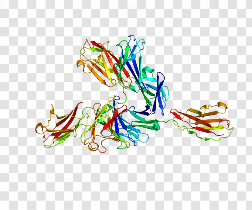 Basigin Protein Cluster Of Differentiation Blood Type Antigen - Matrix Metalloproteinase Transparent PNG