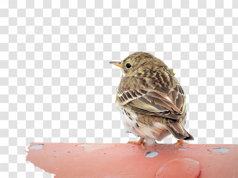 House Sparrow Ortolan Bunting Finches Old World Flycatchers Wrens Transparent PNG