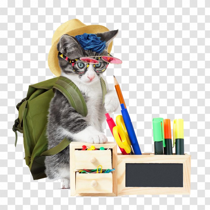 Cat Stock Photography Royalty-free - Studious Transparent PNG