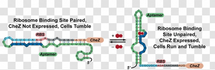 Thumb McCall Technology Biology - Riboswitch Transparent PNG