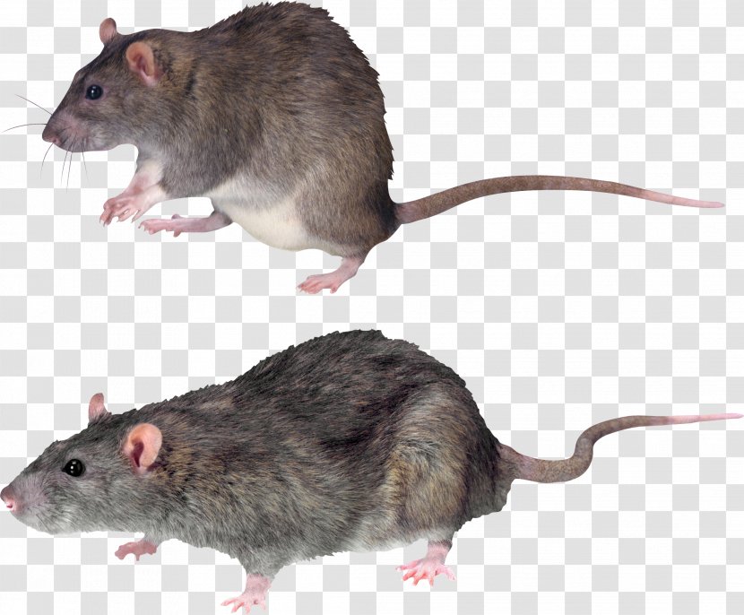 Brown Rat Rodent Summit Black - Fauna - Mouse, Image Transparent PNG