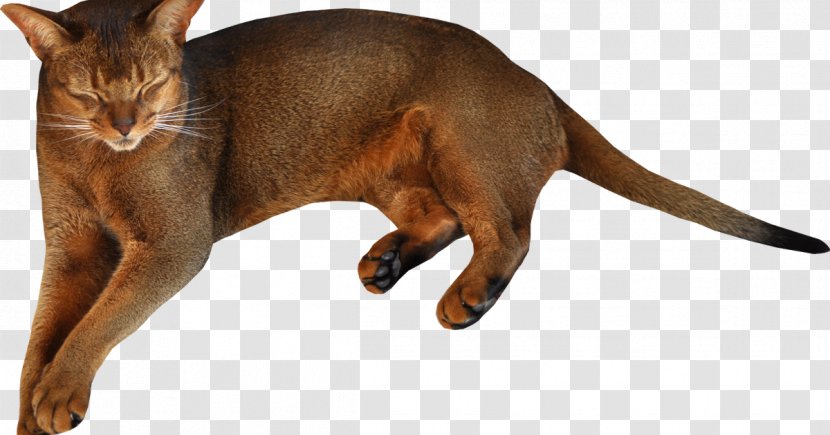 Abyssinian Cat Siamese Somali Kitten Havana Brown - Claw Transparent PNG