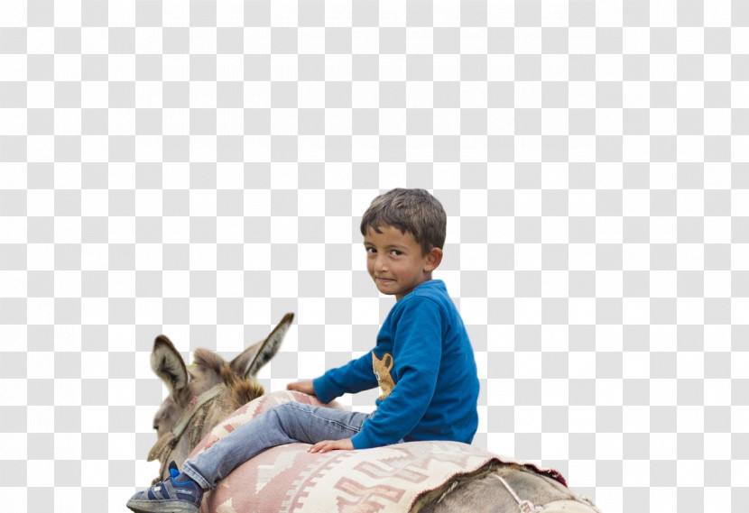 Horse Sitting Biology Science Transparent PNG