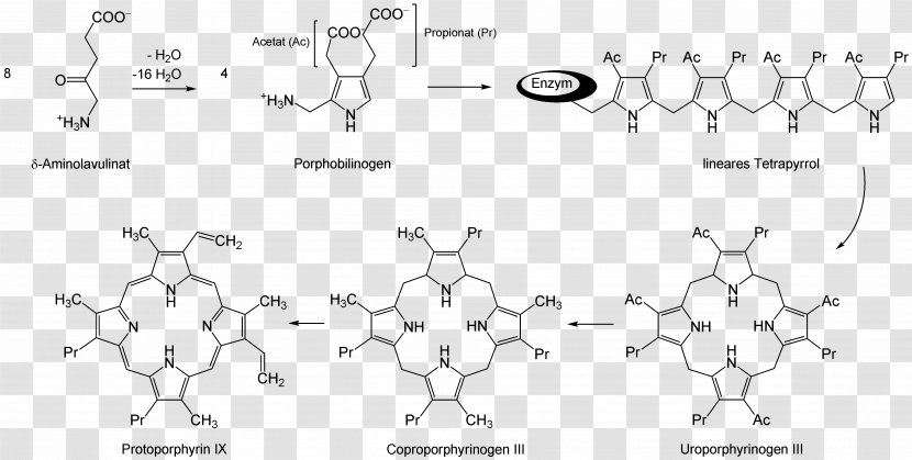 5-Aminolevulinic Acid Aminolevulinic Synthase Uroporphyrinogen III Succinyl-CoA - Text - Area Transparent PNG