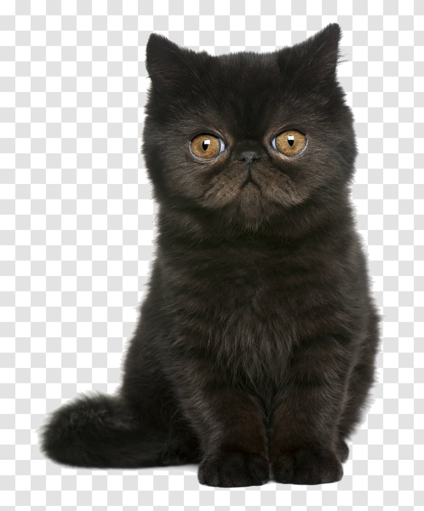 Exotic Shorthair British Persian Cat Kitten European - Bombay Transparent PNG