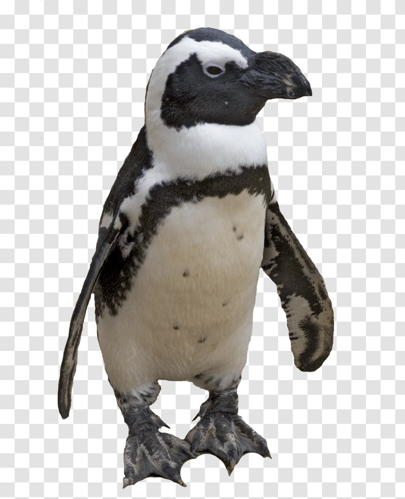 Penguin - Beak - Organism Transparent PNG