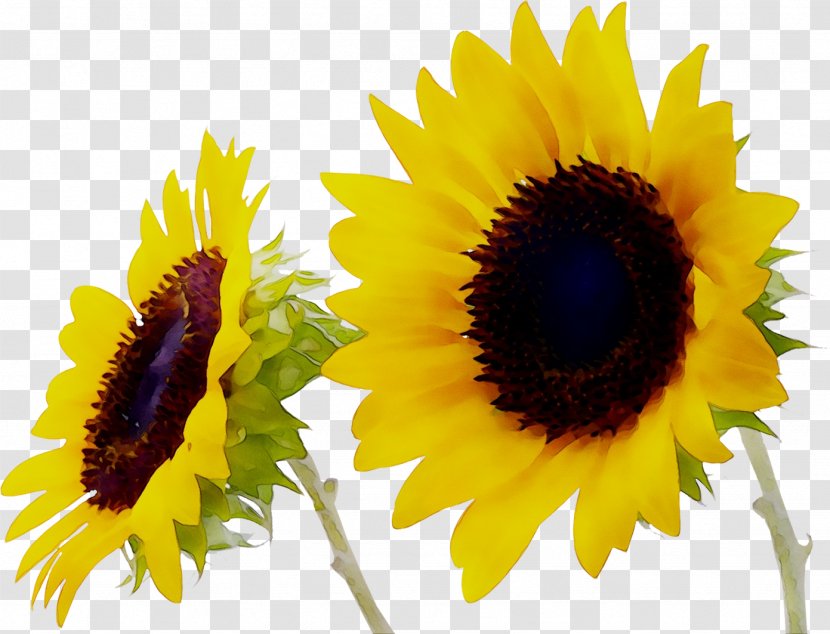 Desktop Wallpaper Metaphor Sunflower Hanau Conservatorship - Seed - Yellow Transparent PNG