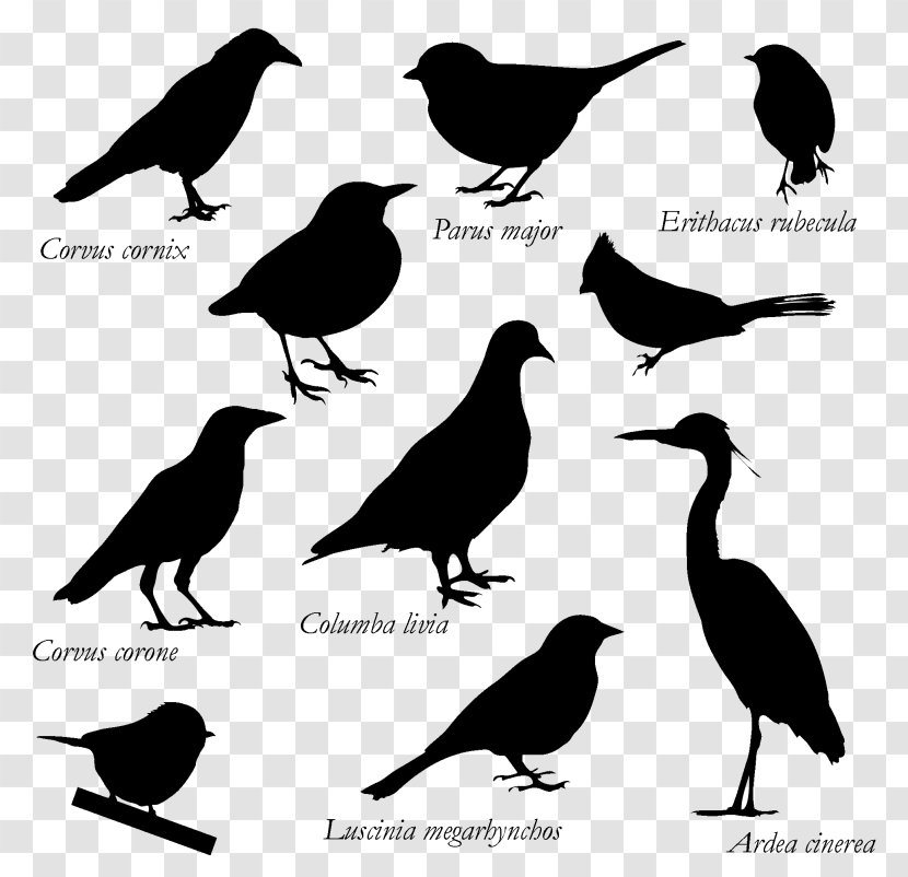Bird American Crow Graphics Silhouette Rook - Vertebrate - Drawing Birds Transparent PNG