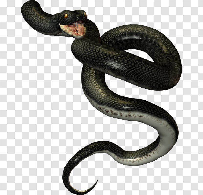 Kingsnakes Rattlesnake - Terrestrial Animal - Snake Transparent PNG