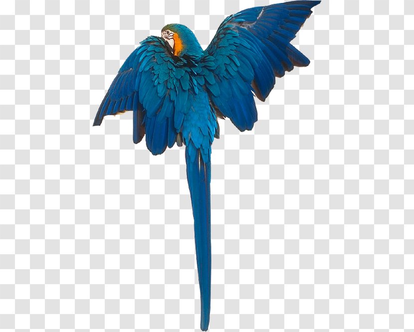 Macaw Bird Cygnini Duck Gulls Transparent PNG