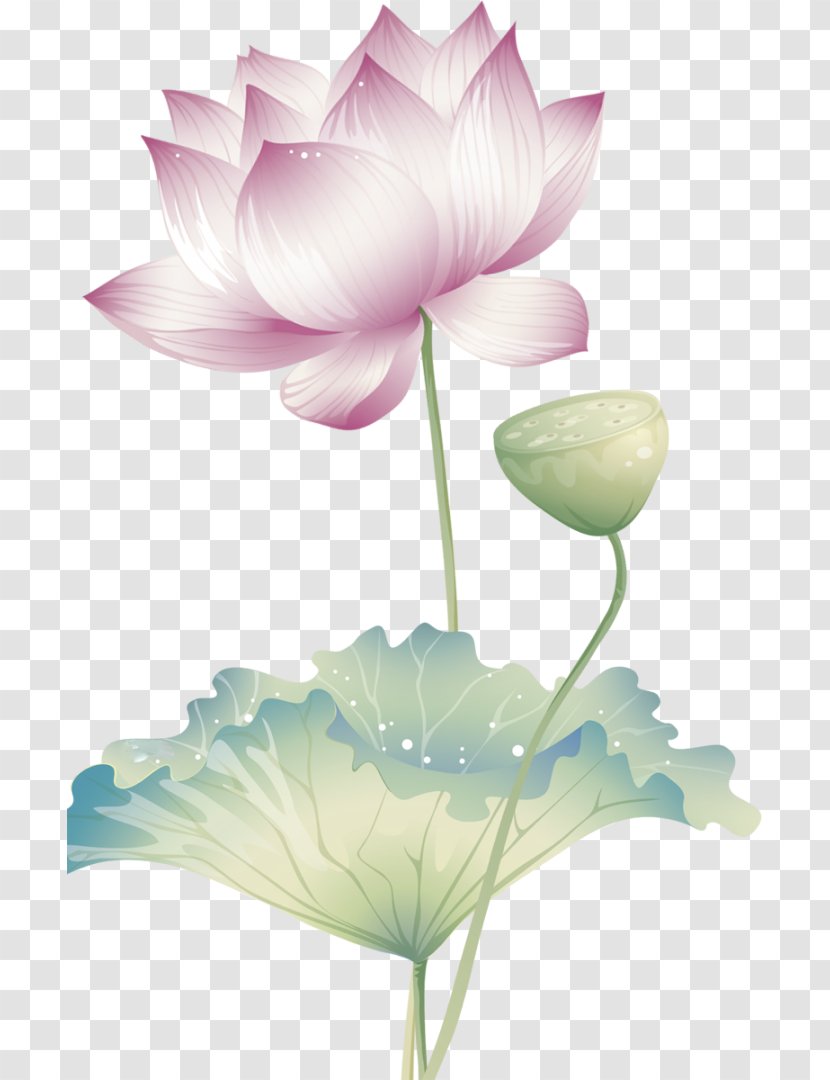 Stock Photography Nelumbo Nucifera - Proteales Transparent PNG