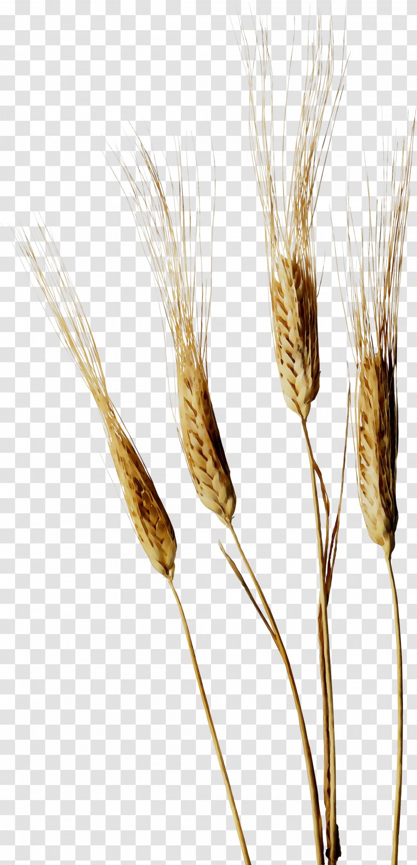 Emmer Einkorn Wheat Cereal Germ Grain Rye - Nikon Z 7 Transparent PNG