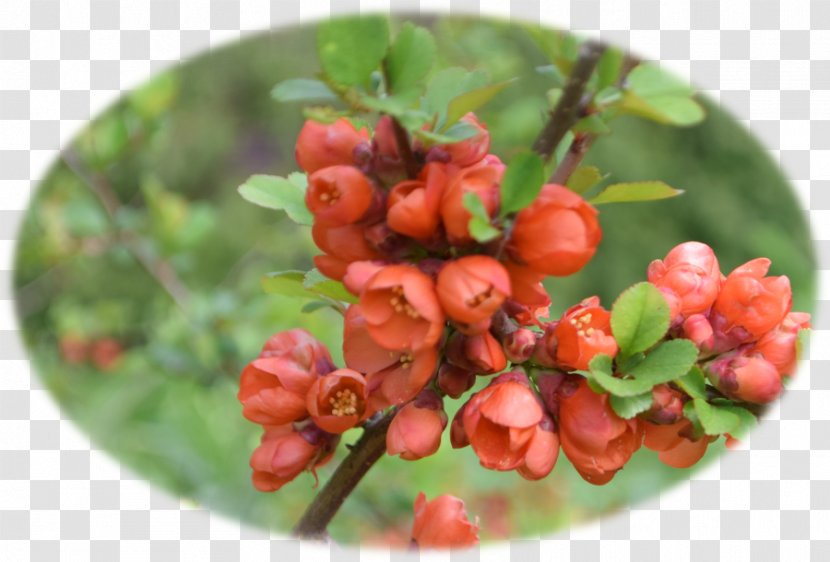 Silver Buffaloberry Pink Peppercorn Raspberry Strawberry Transparent PNG