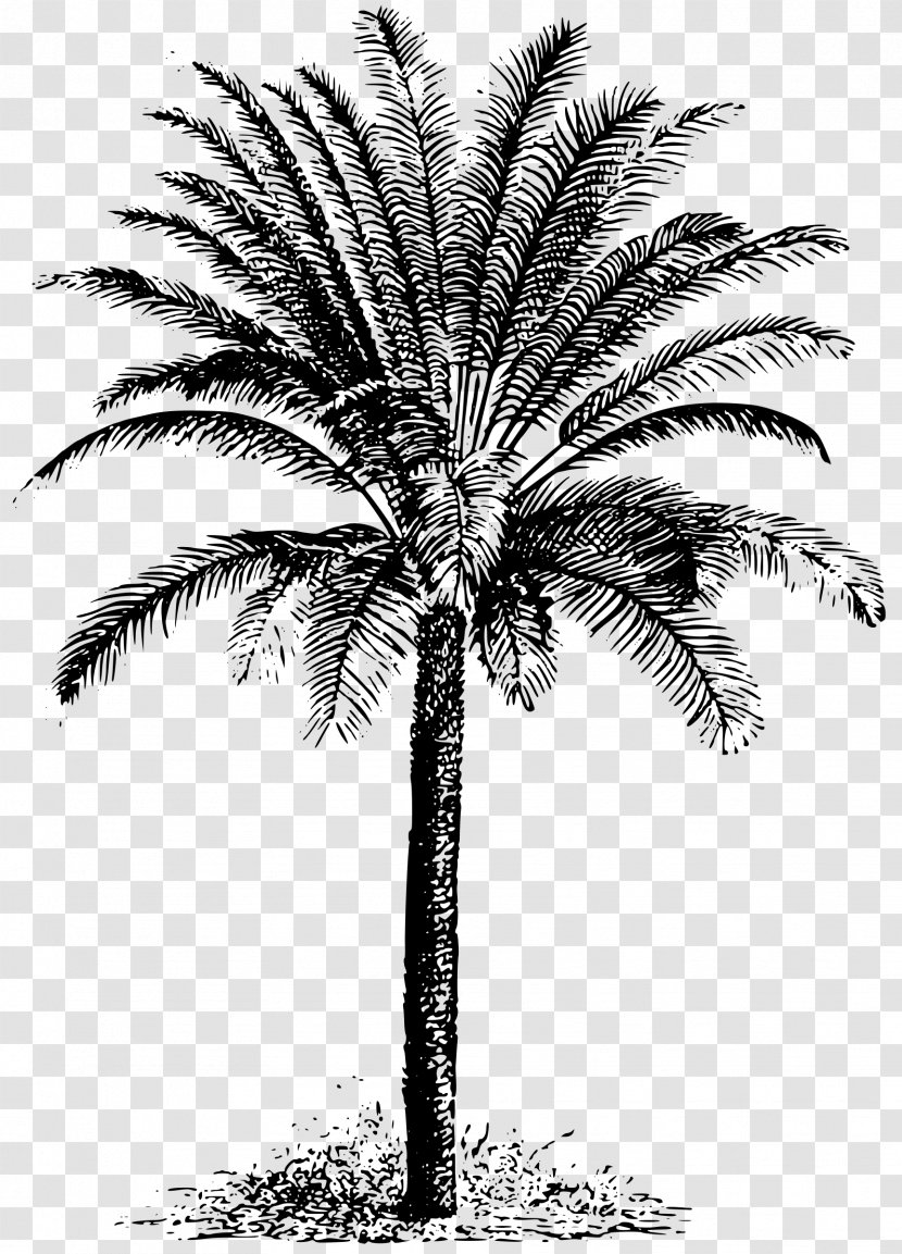 Sago Palm Cycad Arecaceae Clip Art - Monochrome Photography - Sunday Transparent PNG