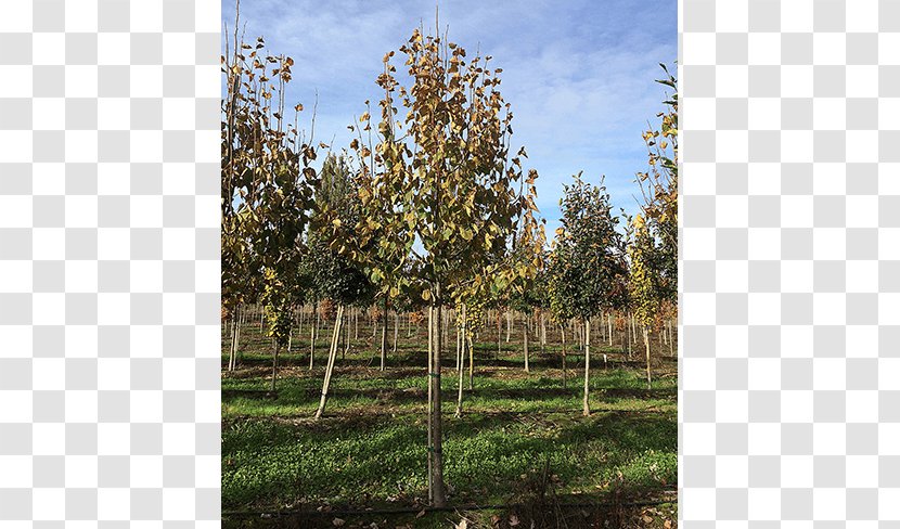 Shade Tree Shrub Birch Nursery - Plant - Deciduous Specimens Transparent PNG