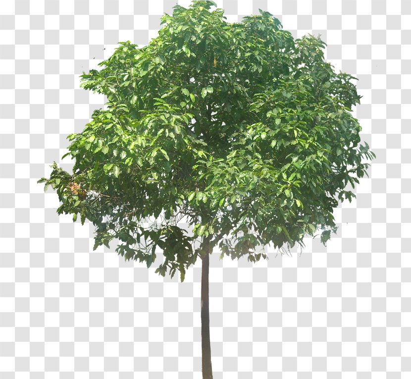 Tree Stock Photography Plumeria Rubra Cordyline Australis Arecaceae - Juniper - Luxuriant Trees Transparent PNG
