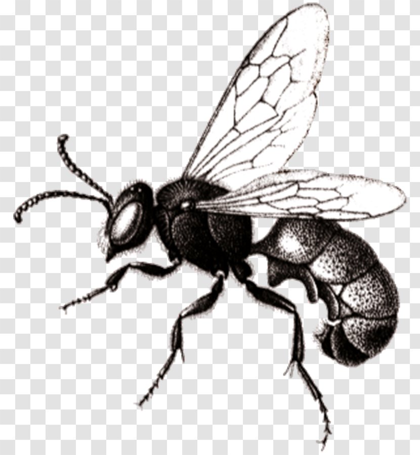 Hornet Bee Wasp White YCombinator - Pollinator Transparent PNG
