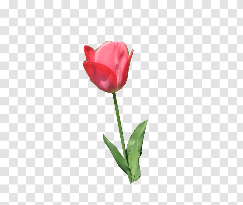Tulip Cut Flowers Plant Stem Bud Rose - Lily Family Transparent PNG