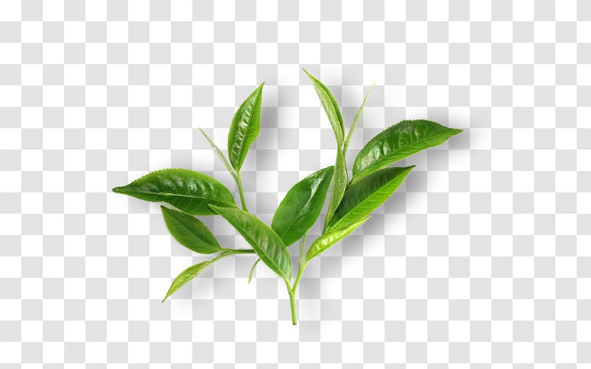 Green Tea Matcha Leaf Breakfast - Plant Stem Transparent PNG