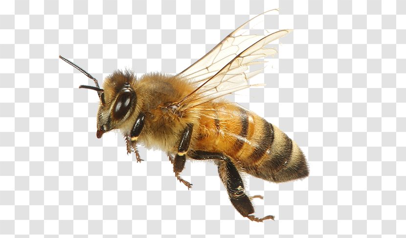 Western Honey Bee Insect Keeping Bees Bumblebee - Organism Transparent PNG